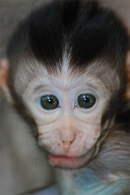 Bébé macaque Bali