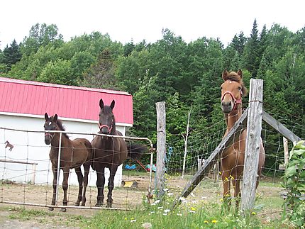 Les chevaux à Causapscal