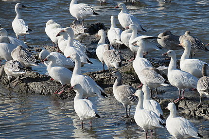 Oies blanches à Rimouski
