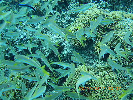 Jardin de corail