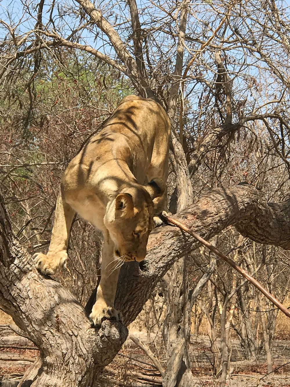 Lionne à Fathala, Sénégal