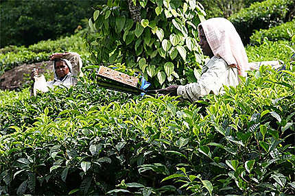 Récolte du thé et poivriers