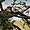 Léopard se reposant sur une branche