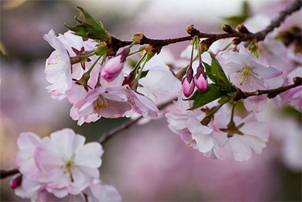 Fleurs de cerisier