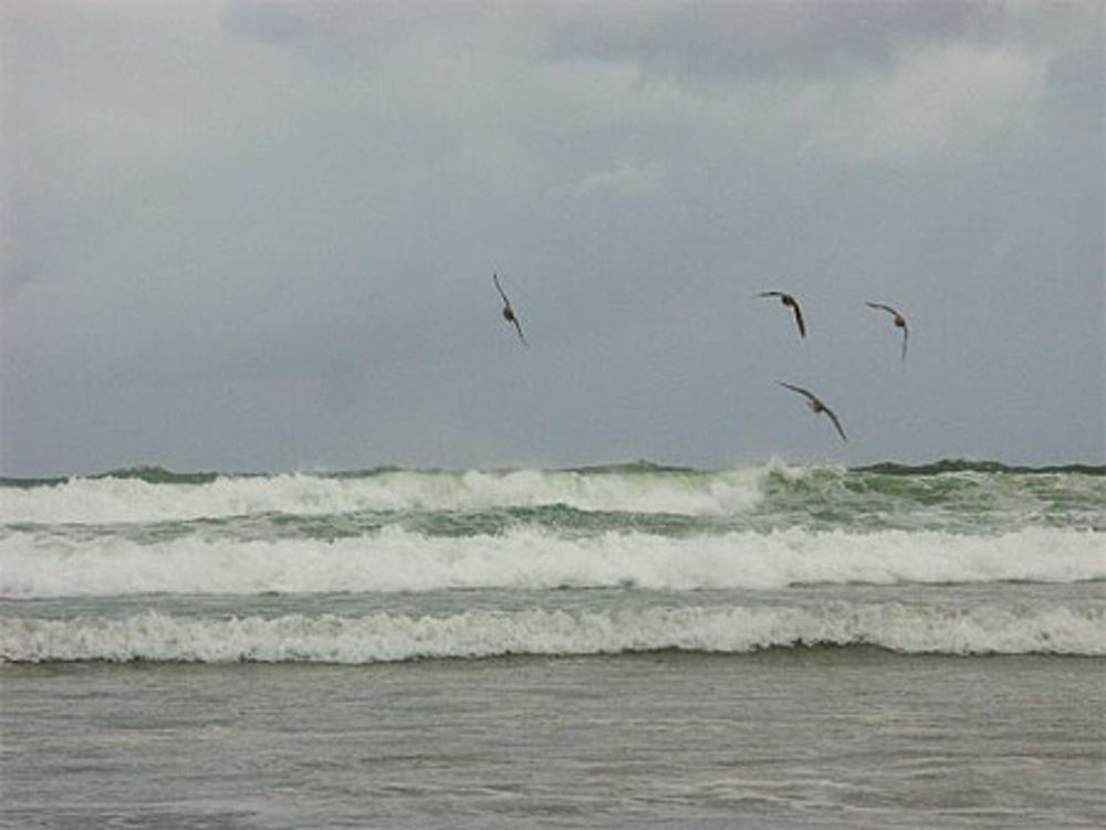 Vagues à Stradbally Strand