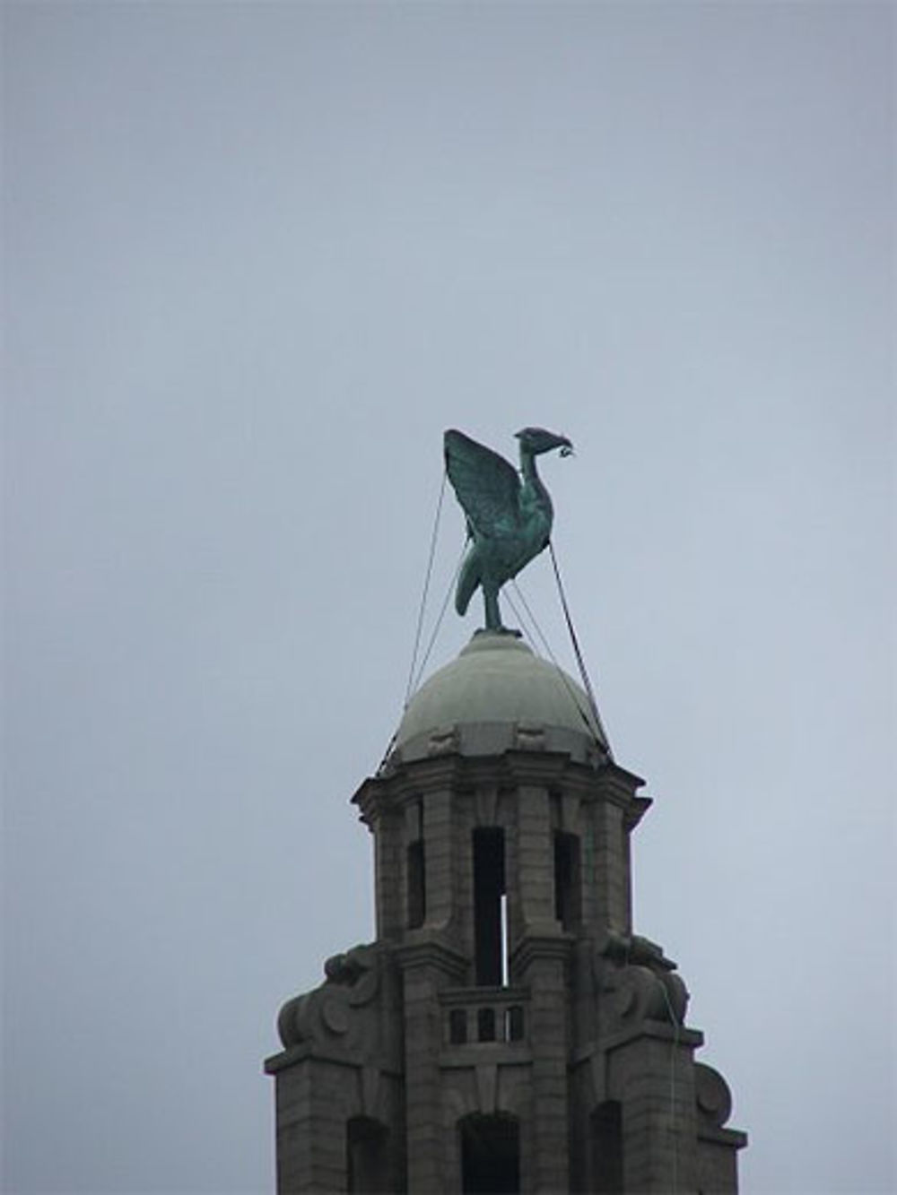 The Liver Bird