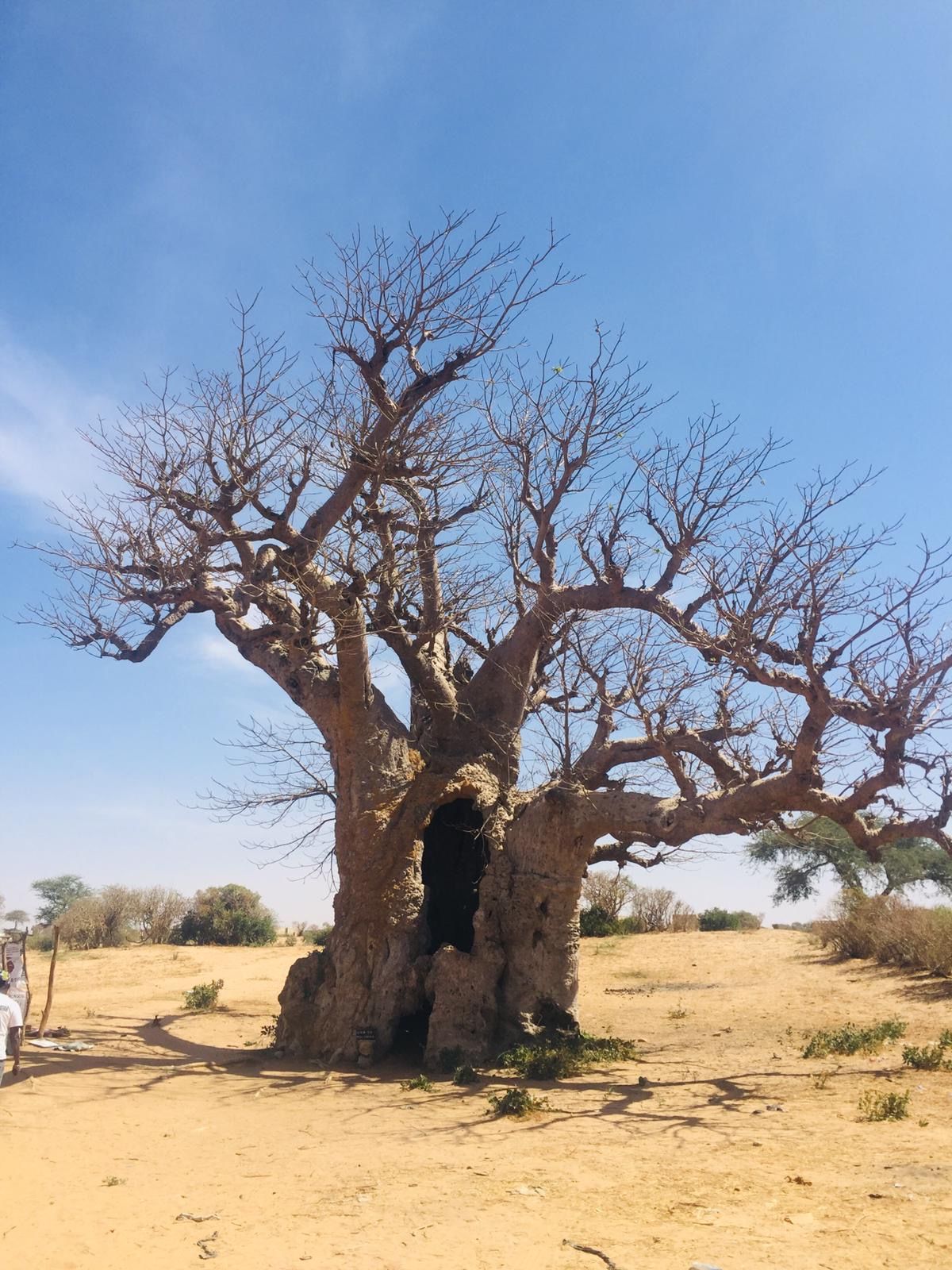 Baobab à Kaolack, Sénégal