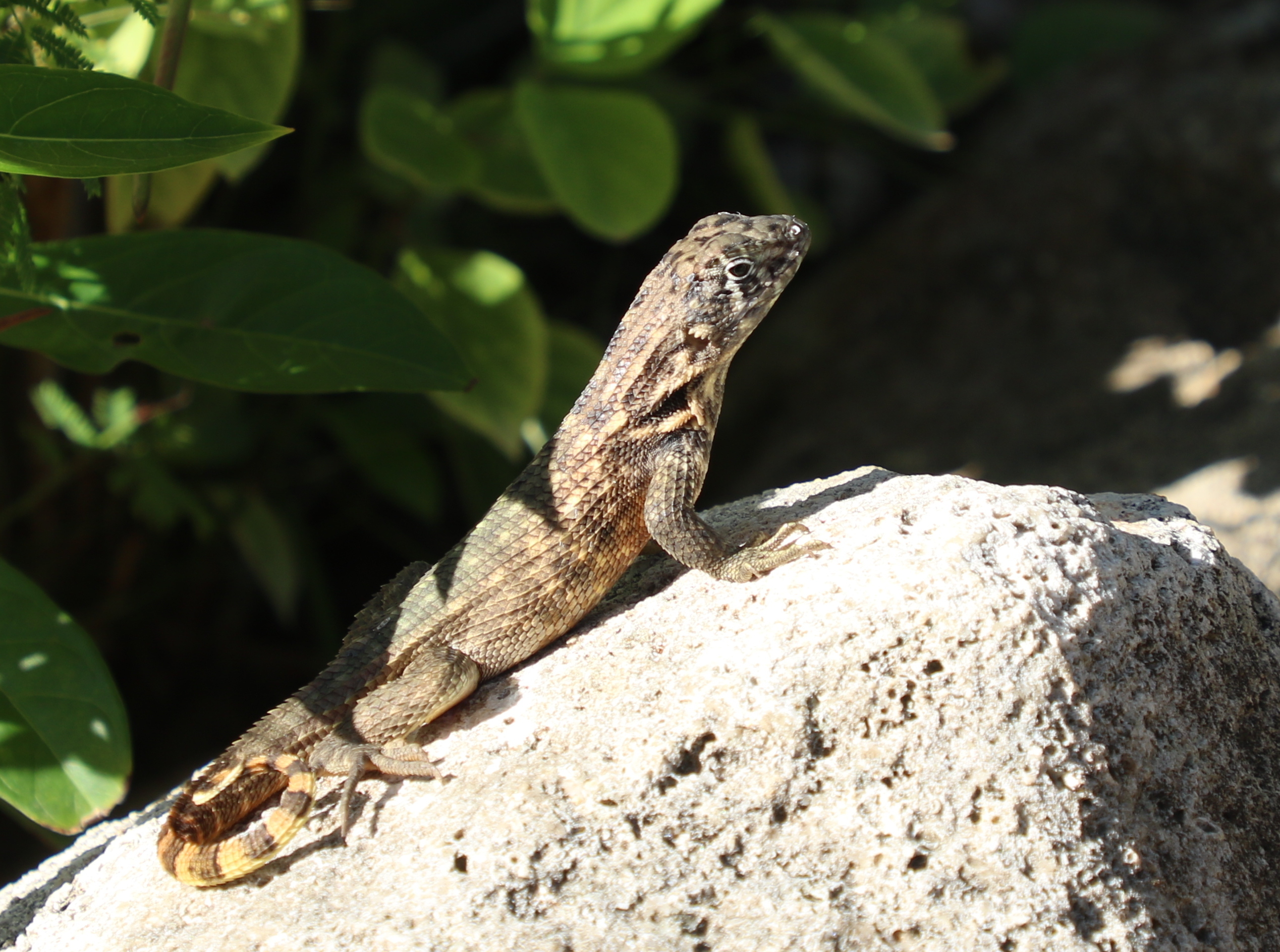 Lézard Lézard