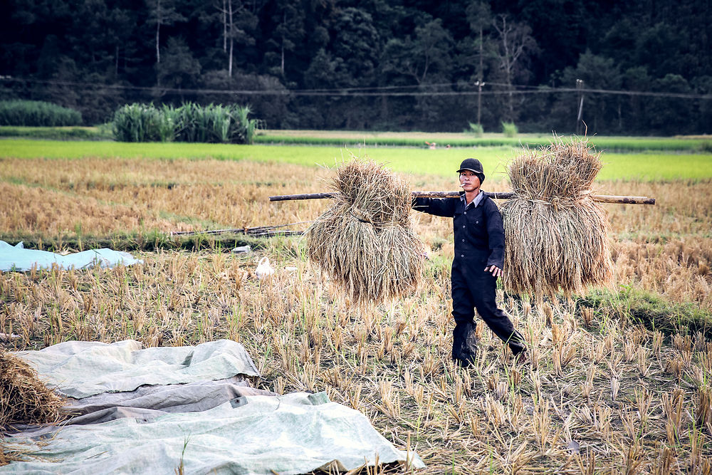 Harvest in Ricefield