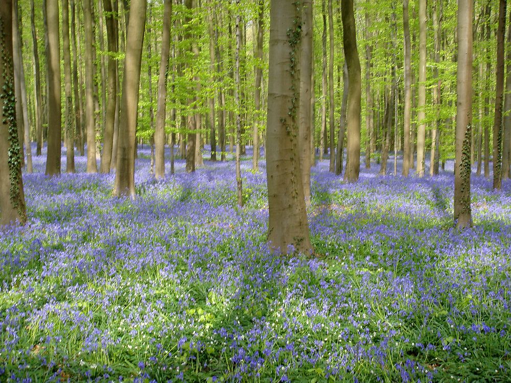 Le Bois de Hal en fleurs