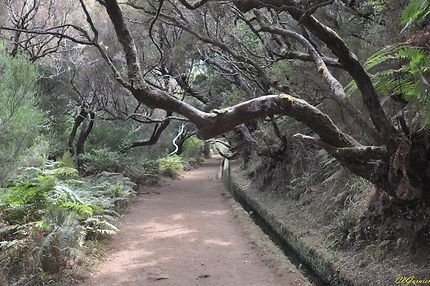 Levada Do Risco - 25 Fontes