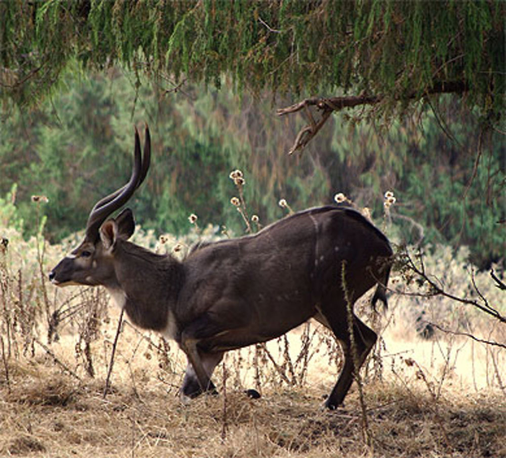 Nyala, parc dinsho