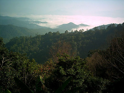 Vue sur la jungle thaïlandaise