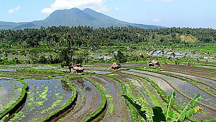 Rizières de Tegalalang Bali