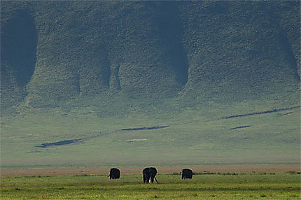 Vieux éléphants mâles au fond du cratère du N'Gorongoro