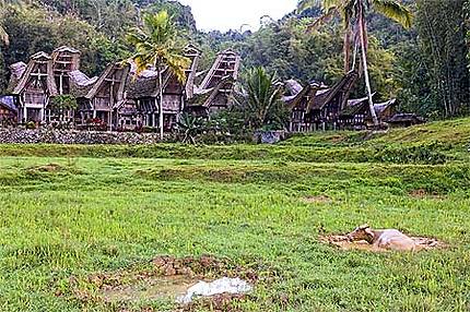 Maisons Toraja