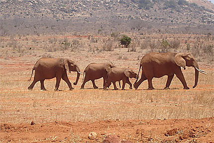 Famille d'éléphants en balade