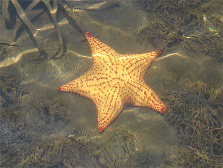 Etoile de mer Etoile de mer