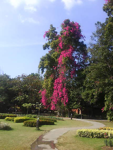 Arbre fleuri – à Sankampaeng