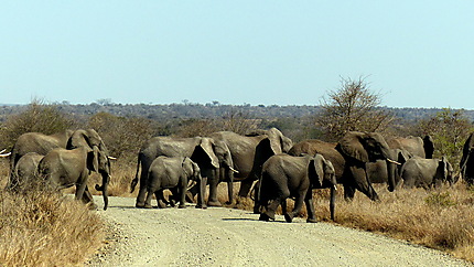 Une horde d'environ 300 éléphants qui rejoignent