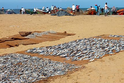 Pêcheur à Negombo au Sri Lanka