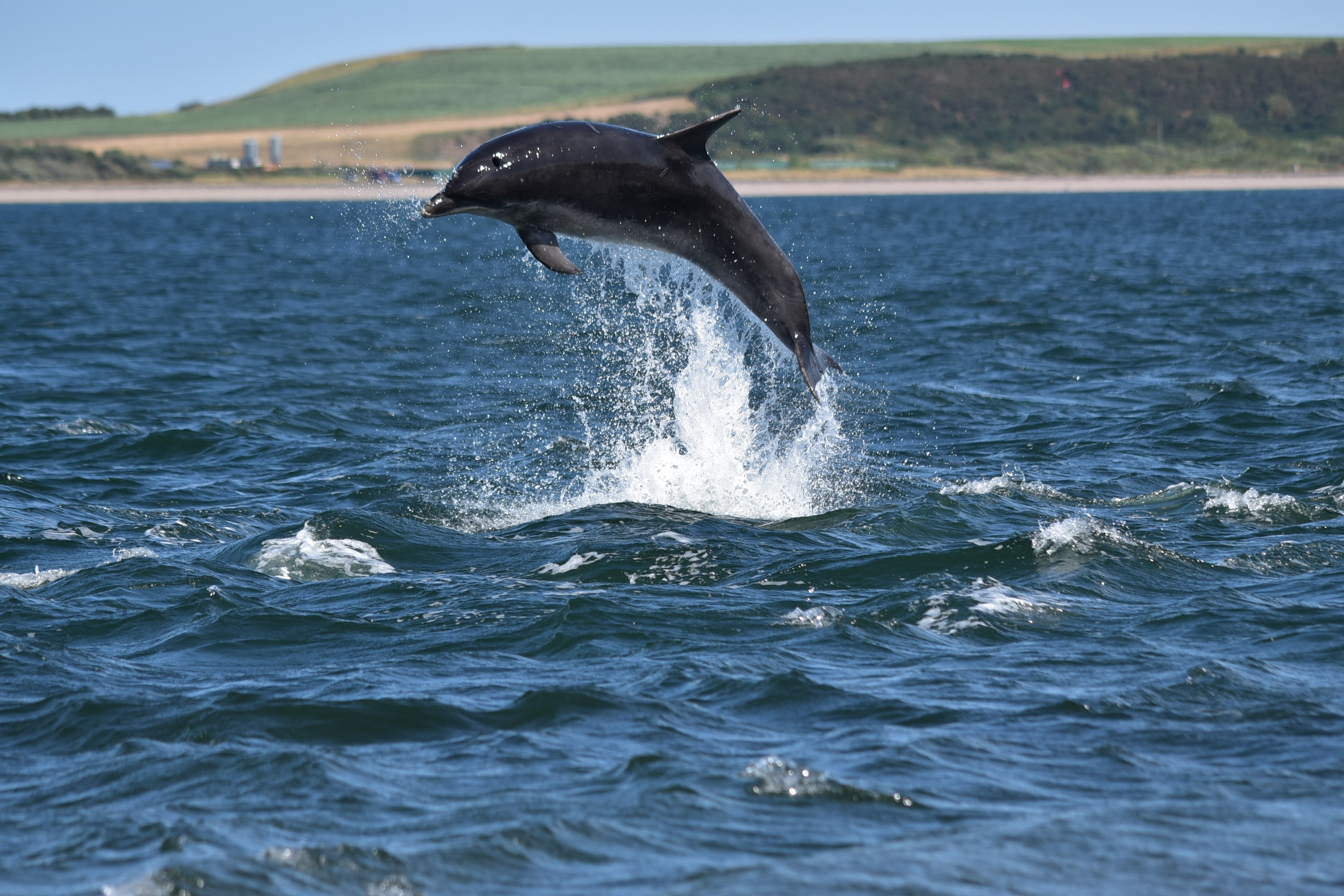 Dauphin à Chanonry Point Dauphin à Chanonry Point