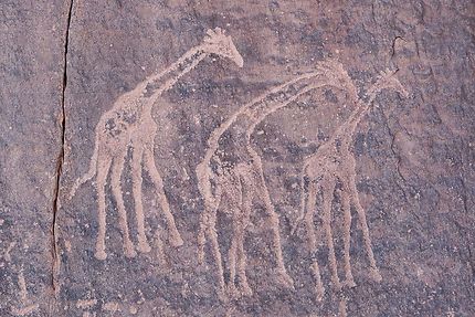 Oued In Djaren - Gravure rupestre, des girafes