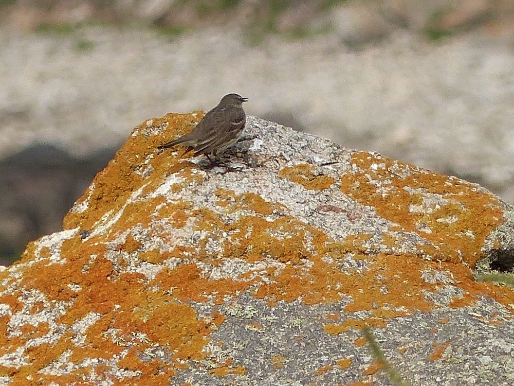 Petit oiseau du littoral 