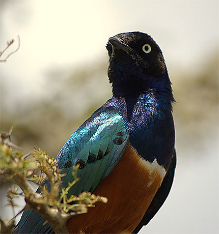 1 des nombreux oiseaux d'Ethiopie