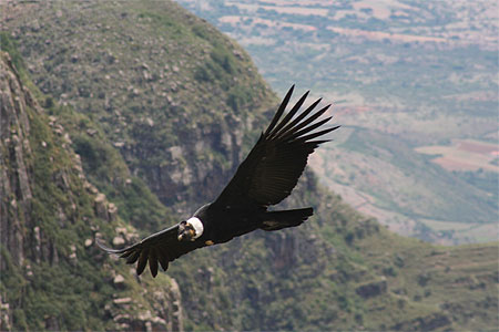 Bon plan tourisme solidaire peu connu dans la magnifique vallée des condors Tarija Bolivie Bon plan tourisme solidaire peu connu dans la magnifique vallée des condors Tarija Bolivie