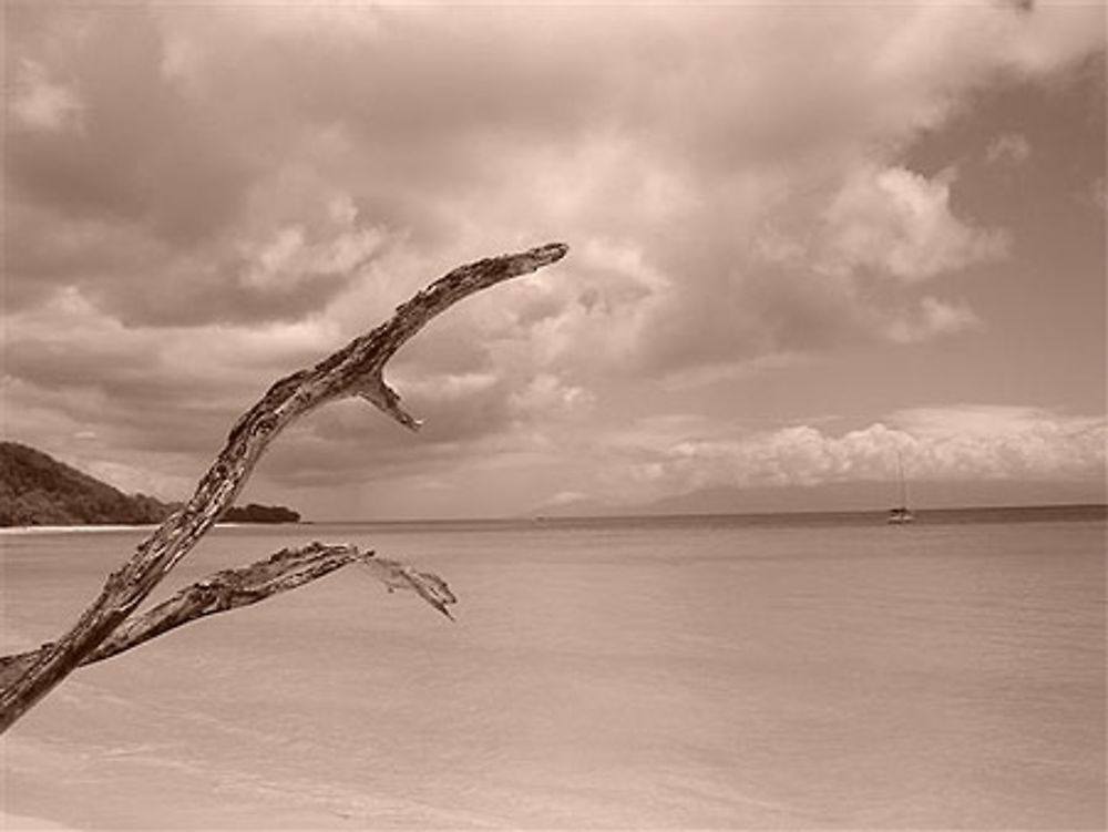 Plage moustique