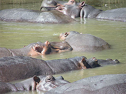 Hippopotames Estuaire de Ste Lucie
