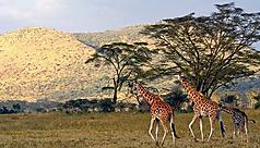 Partez au Kenya avec une Agence locale
