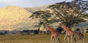 Partez au Kenya avec une Agence locale