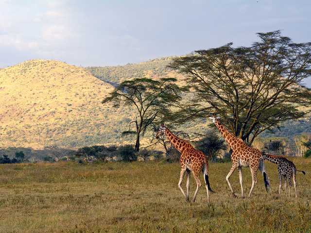 Partez au Kenya avec une Agence locale