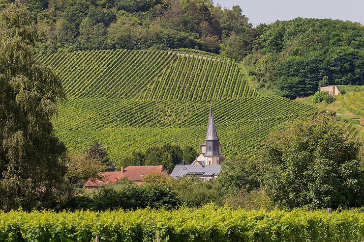 Aux portes de la Moselle, région viticole du Luxembourg