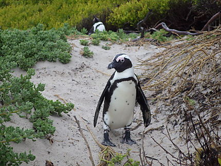 Pingouin africain