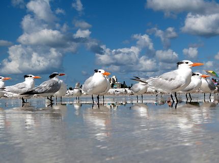 Groupes de sternes à Siesta Beach en Floride