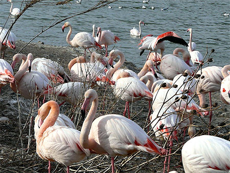 Flamants roses Flamants roses