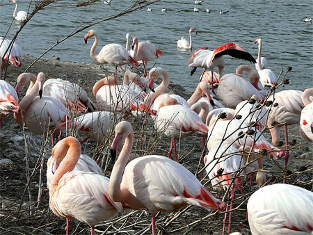 Flamants roses