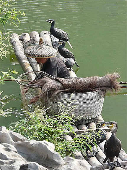 Pêcheur avec ses cormorans