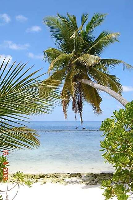 Cocotier des Maldives
