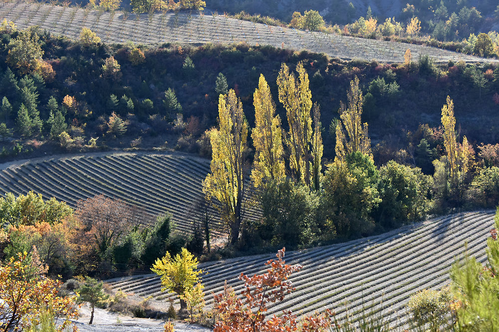 Drome provençale