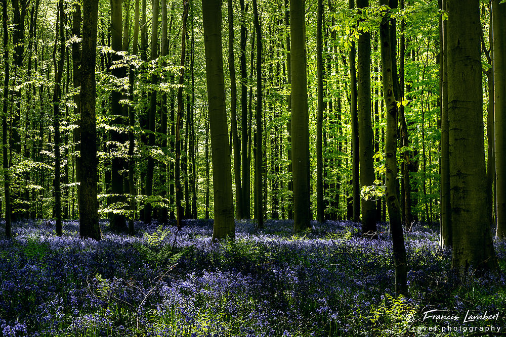 Blue forest