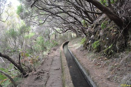 Levada Do Risco - 25 Fontes