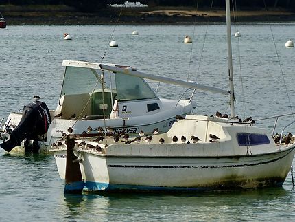 Tourne-pierres à collier prêts à s’embarquer