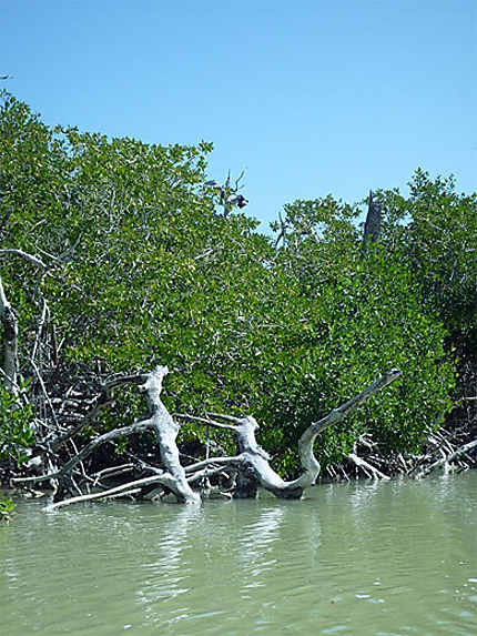 Los mangrove