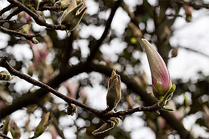 Fleurs de magnolia juste avant l'éclosion
