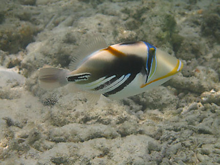 Baliste Picasso (Picasso Triggerfish)