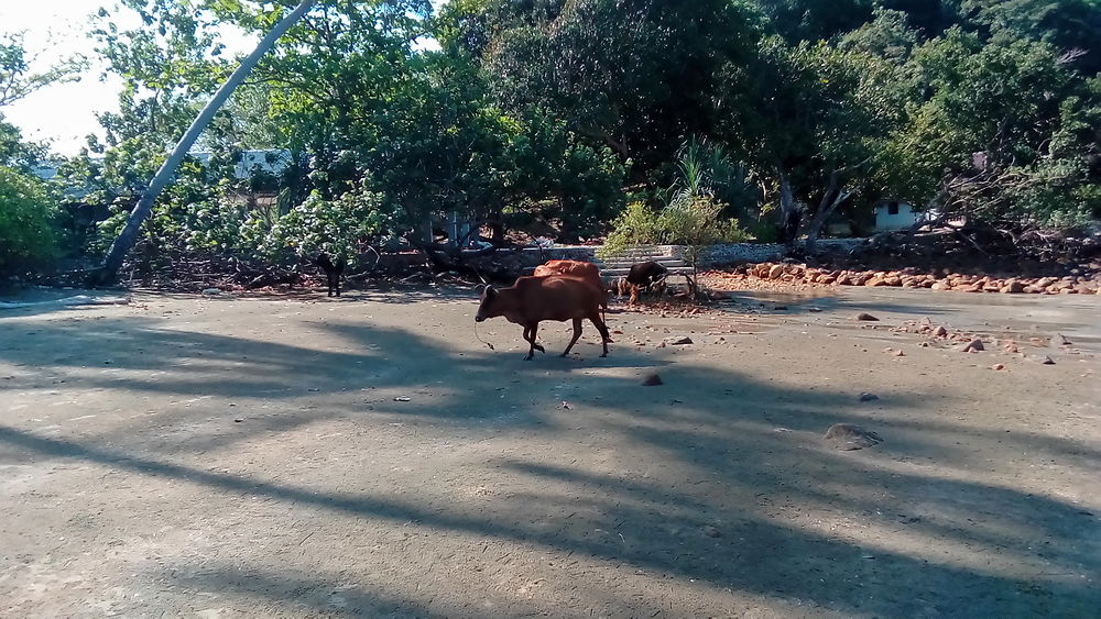 La campagne à la plage de Koh pu, jum